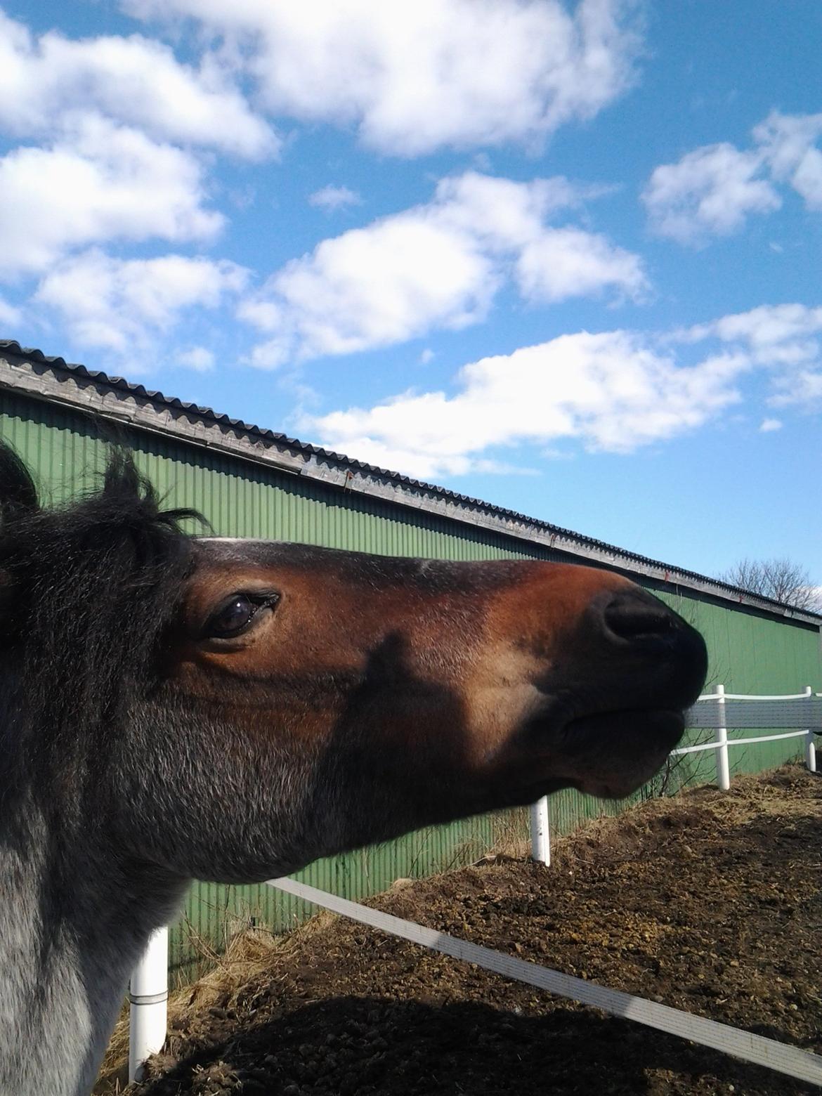 Welsh Cob (sec D) Låddenhøjs Claisson * stjerneponyen Bas * - I look like a star !! <3 billede 15