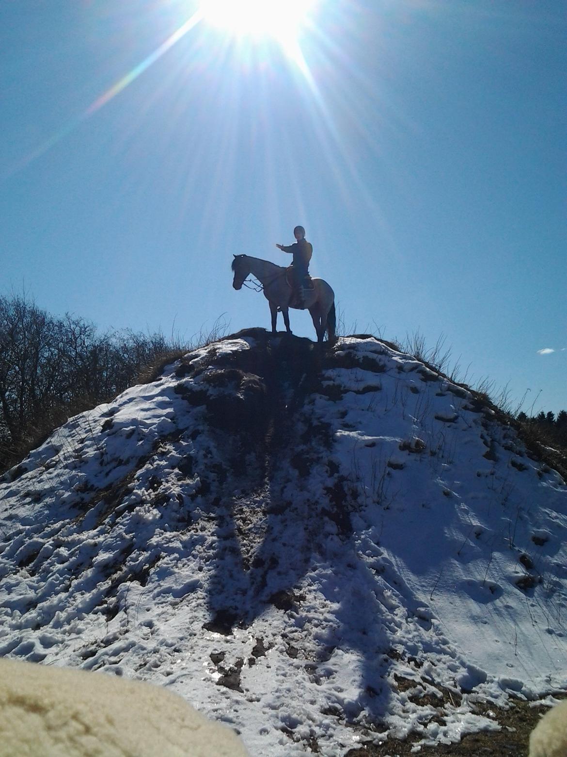 Welsh Cob (sec D) Låddenhøjs Claisson * stjerneponyen Bas * billede 18