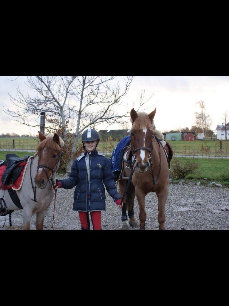 Irsk Sportspony Airforce One solgt  billede 16