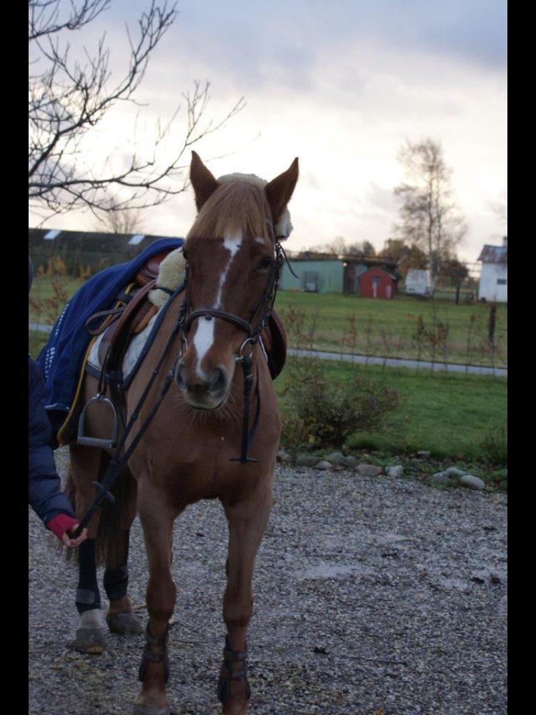 Irsk Sportspony Airforce One solgt  billede 17