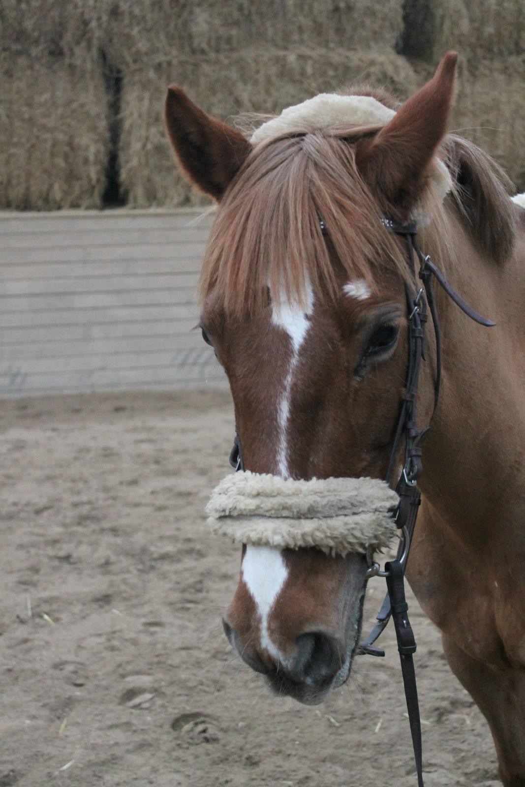 Irsk Sportspony Airforce One solgt  billede 18