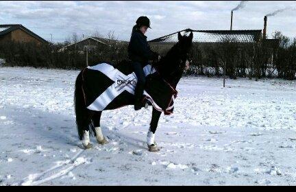 Welsh Cob (sec D) Fronerthig Brenin Arthur RIP billede 19