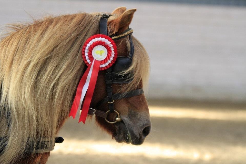 Shetlænder Skovgaardens Beatrix billede 1