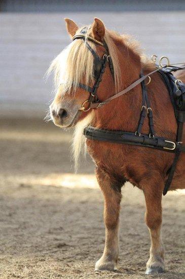 Shetlænder Skovgaardens Beatrix billede 2