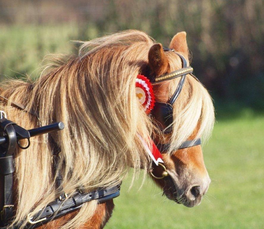 Shetlænder Skovgaardens Beatrix billede 3