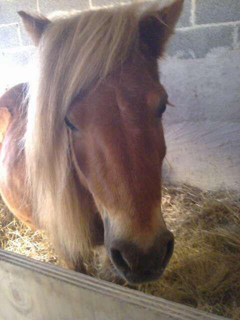 Shetlænder Skovgaardens Beatrix billede 4
