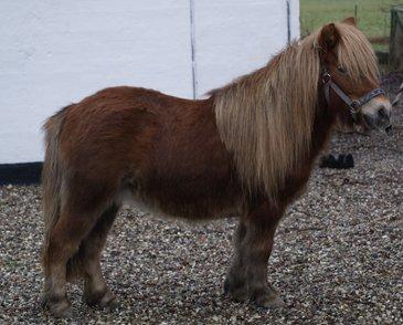 Shetlænder Skovgaardens Beatrix billede 5