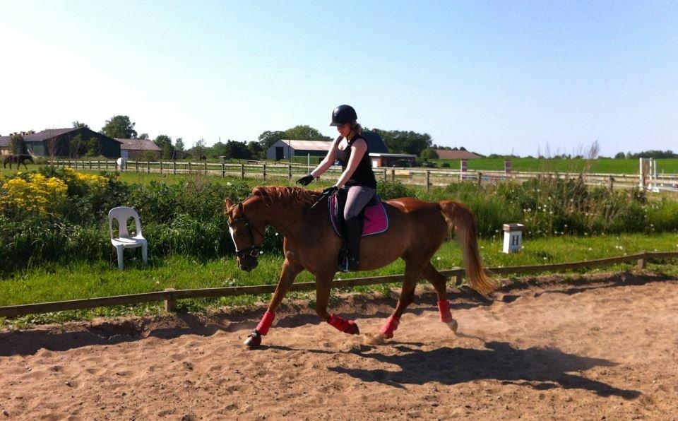 Sportsaraber (A) Selina billede 11