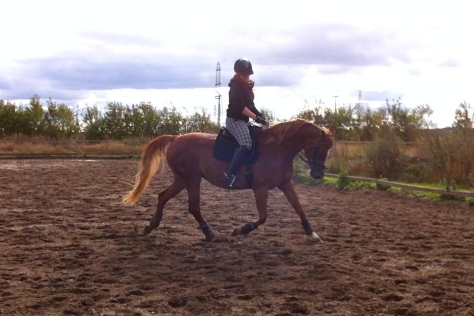 Sportsaraber (A) Selina billede 12