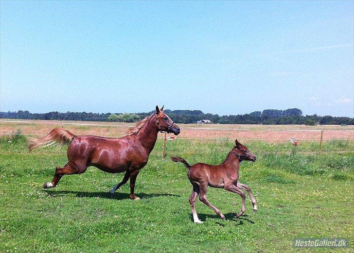 Sportsaraber (A) Selina - Selina og Sierra ;_; billede 13