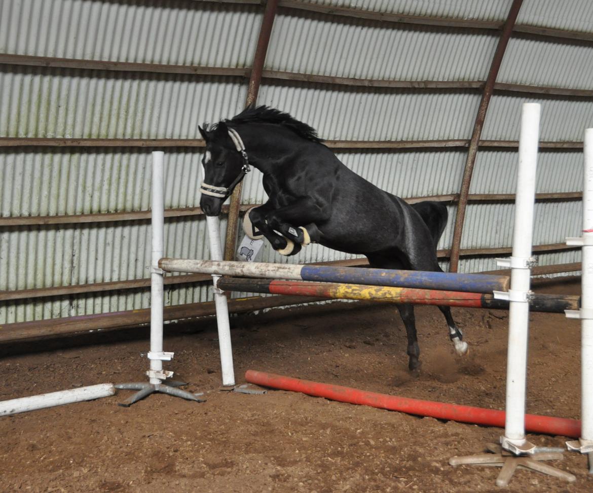 Welsh Partbred (Sec F) Bjerregårds Rhett billede 10