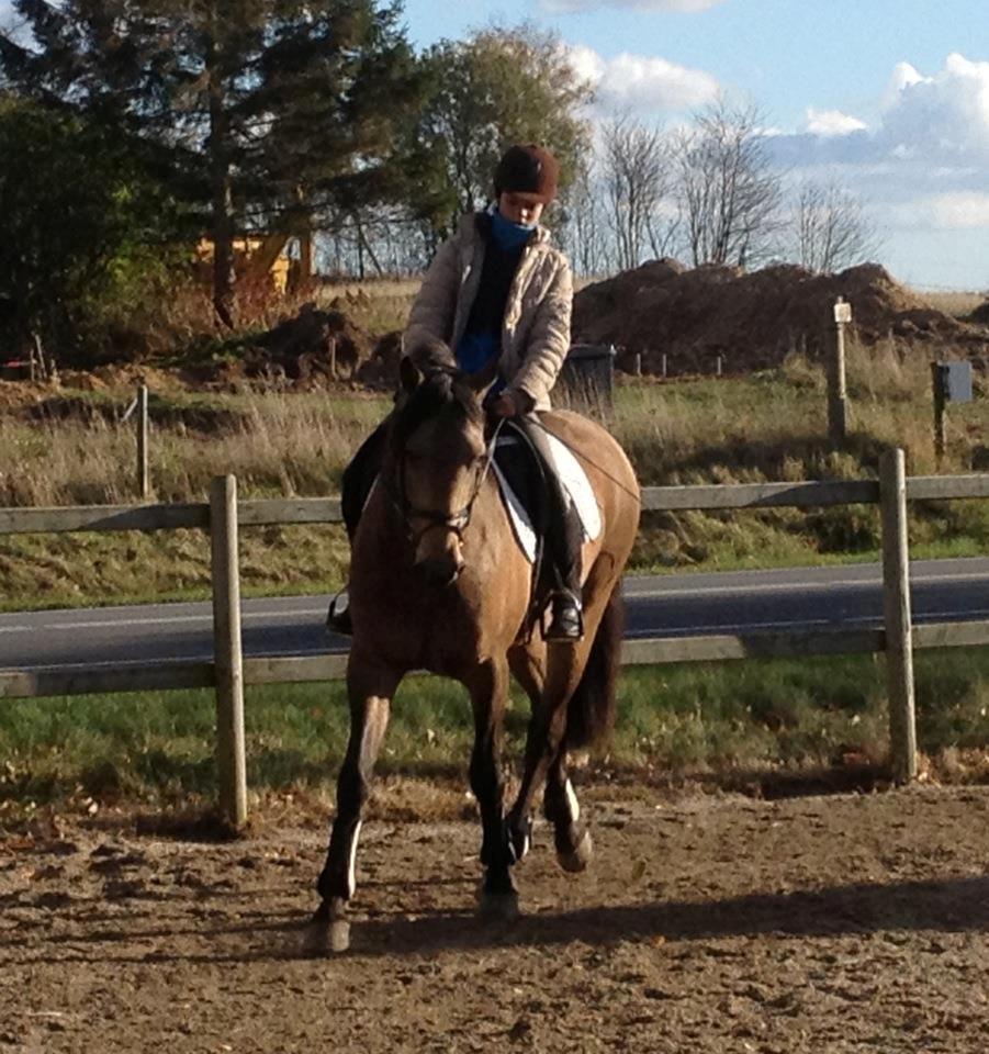 Lusitano Dinamico billede 1