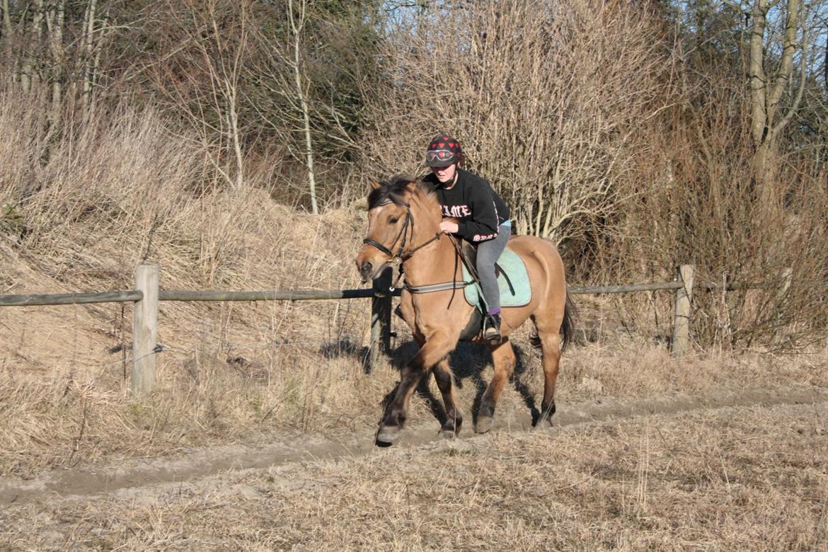 Anden særlig race lukas - så lækker en pony!<3 billede 19