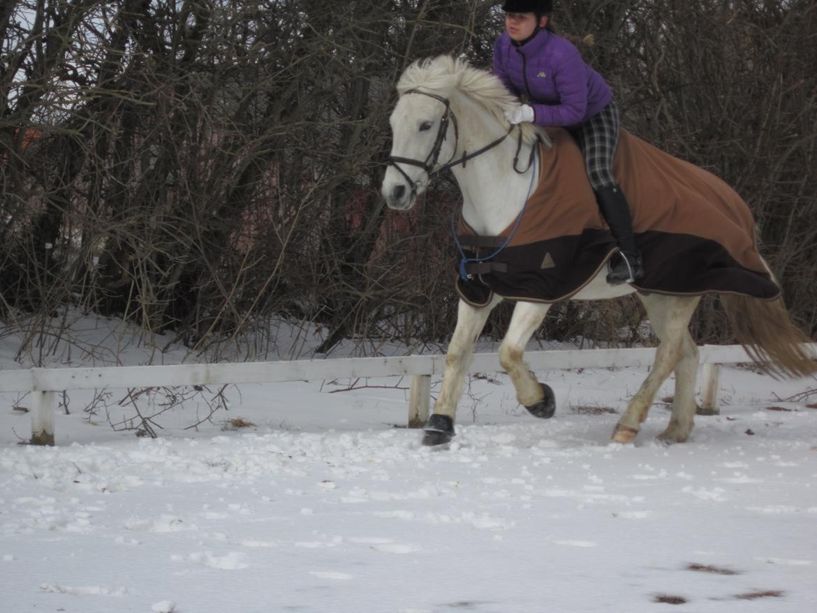 Anden særlig race Prince Alsace • Rest in peace • - Galop i sneen<3 billede 4