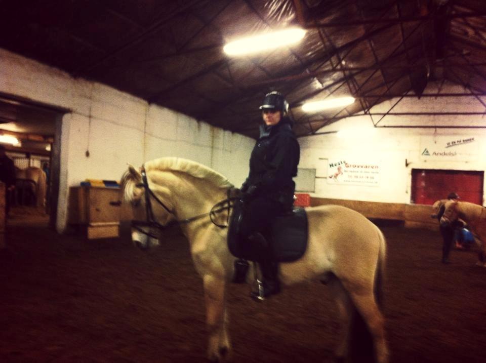 Fjordhest Laban billede 17