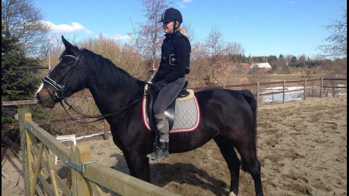 Oldenborg Højgaardens Jasmin billede 2