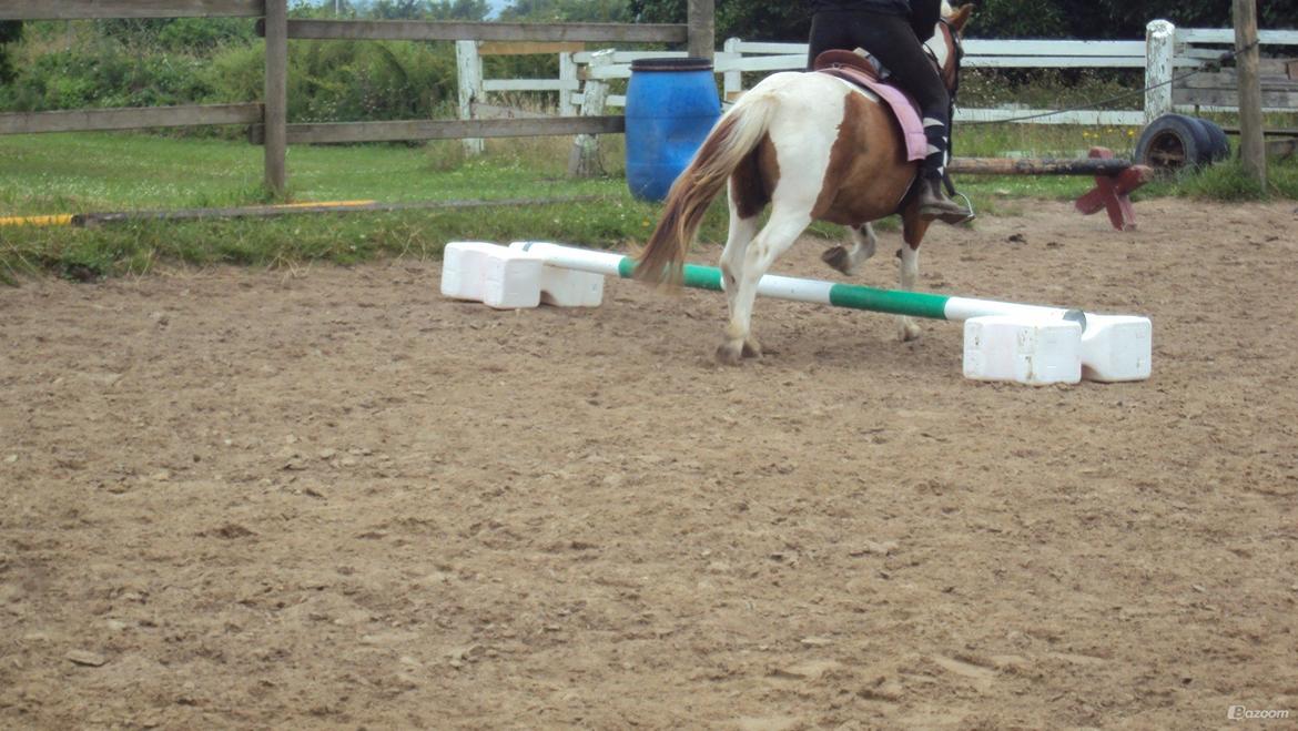 Anden særlig race Daisy <33 - Så kom vi over <33 billede 5