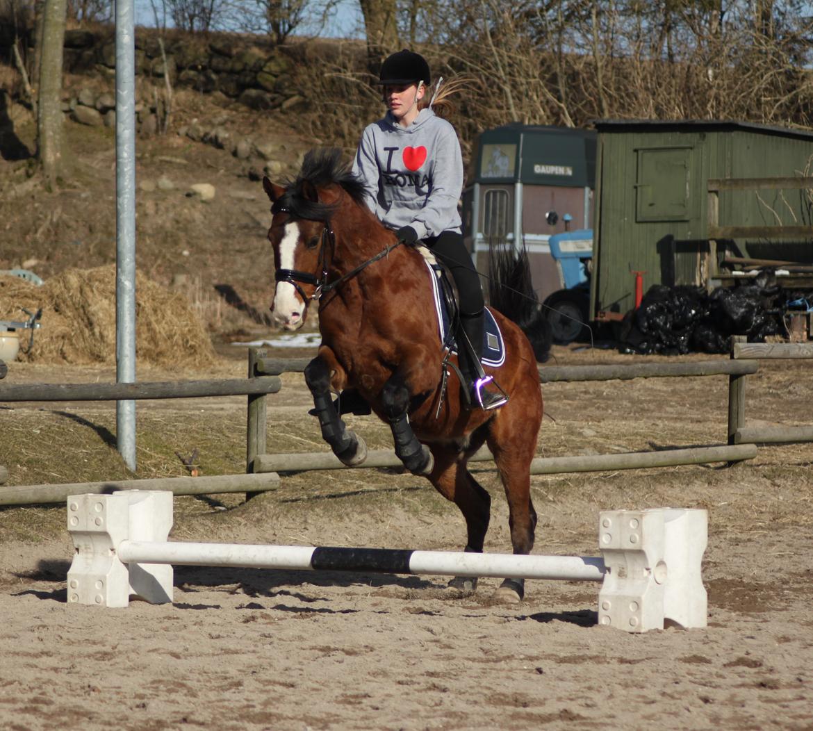 Anden særlig race Pedro El Valentino [Pede] - Ingen springrytter, men Pedro har en anden tanke :-P foto: Line Holst Petersen billede 5