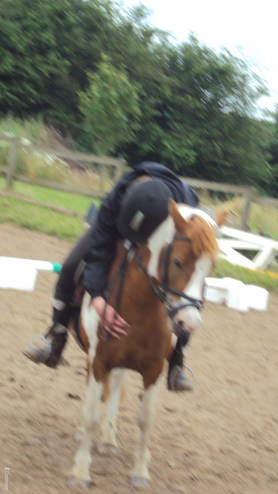 Anden særlig race Daisy <33 - En krammer til hende den dygtige og dejlige pony <33 Elsker diig <33 billede 7