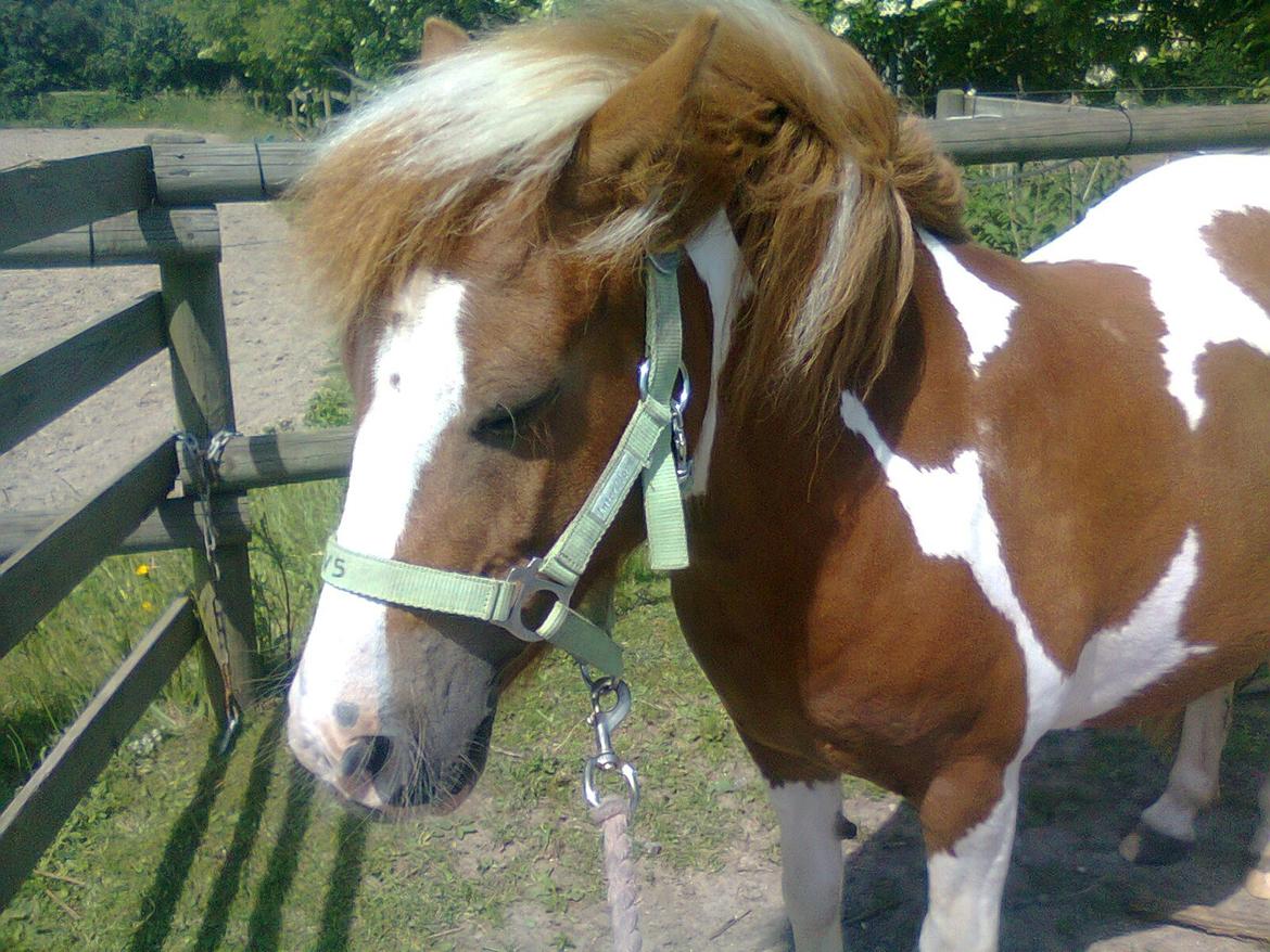Anden særlig race Daisy <33 - Ventede på de andre heste <33 (Ridetime)  billede 8