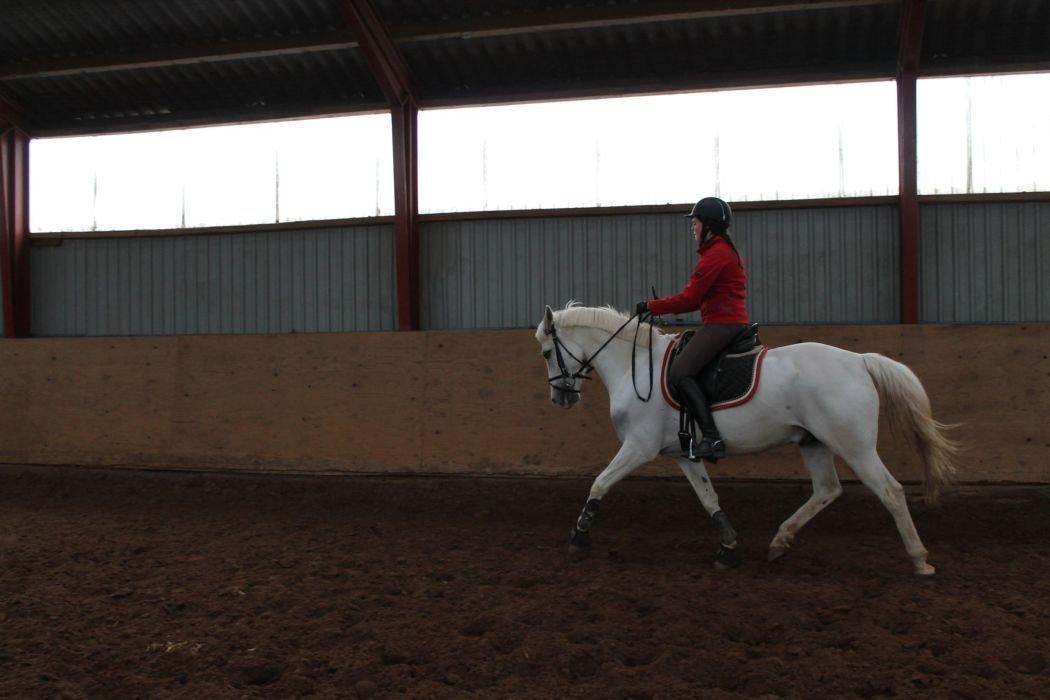 Anden særlig race SILVER - solgt billede 16