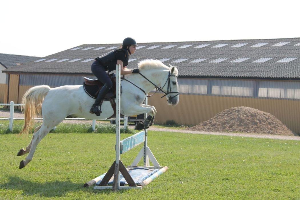 Anden særlig race SILVER - solgt billede 17