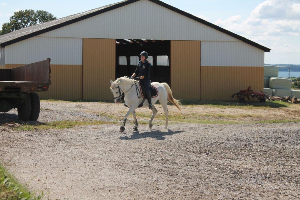 Anden særlig race SILVER - solgt billede 18