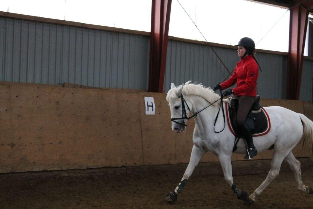 Anden særlig race SILVER - solgt billede 19
