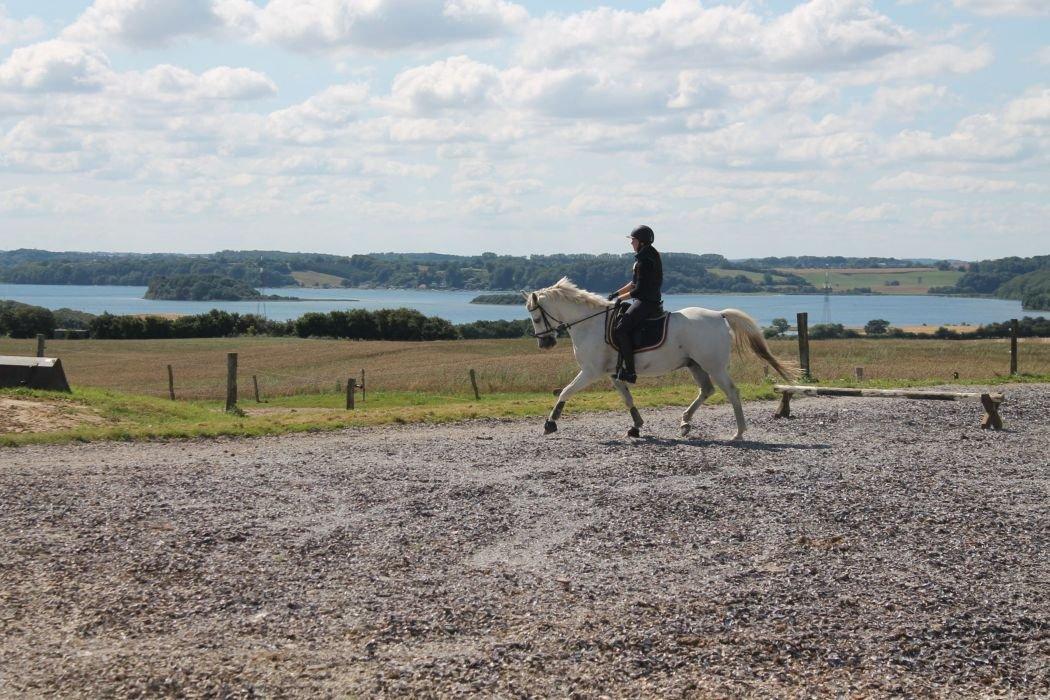 Anden særlig race SILVER - solgt billede 20