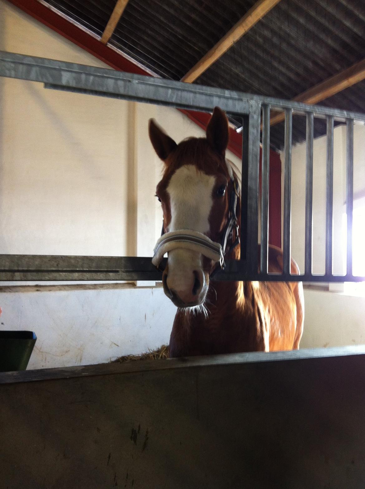 Dansk Varmblod Wipper ( Solgt ) billede 3