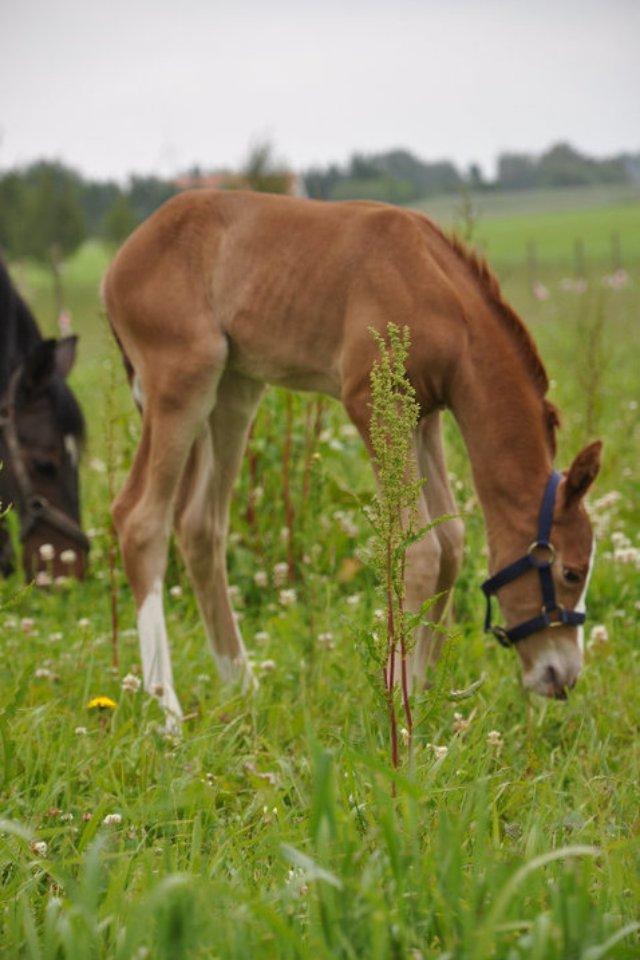 Dansk Varmblod Wipper ( Solgt ) billede 4