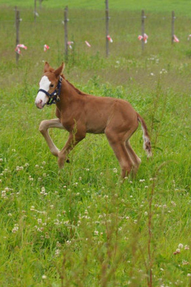 Dansk Varmblod Wipper ( Solgt ) billede 5