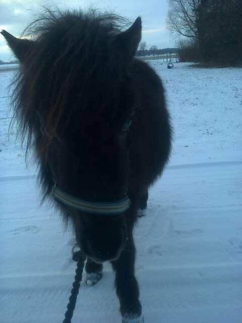 Shetlænder Sønderskovs Racing billede 9