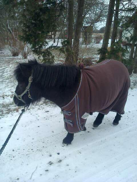 Shetlænder Sønderskovs Racing - da den lille stakkel næsten havde 40 i feber. billede 17