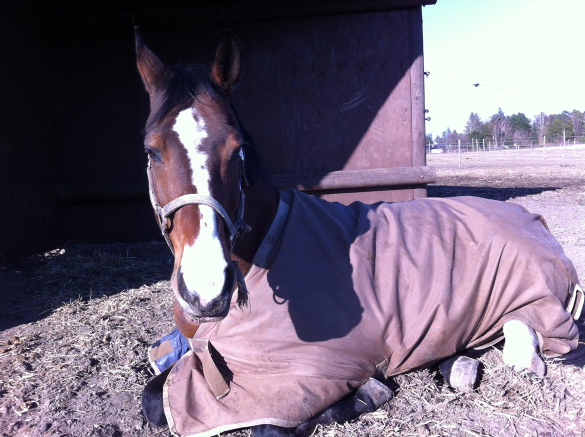 Dansk Varmblod Electric | Egon | - Egon tager en slapper på folden :D billede 14