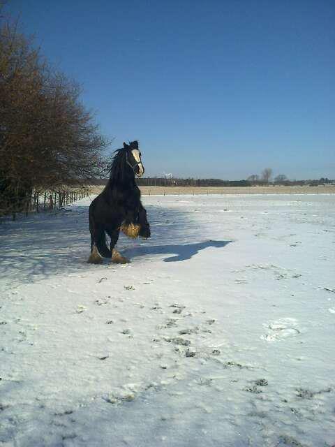 Irish Cob River Meadows Florence billede 1
