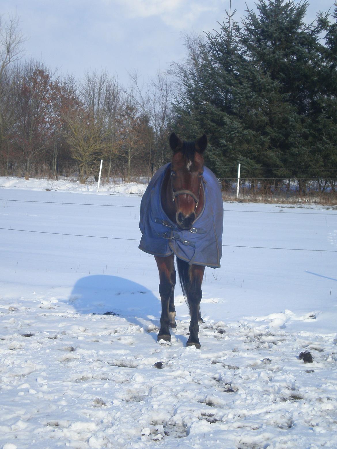 Traver Dear Marika  Himmel hest ( savnet meget) - 
taget d. 21.03.13. billede 4