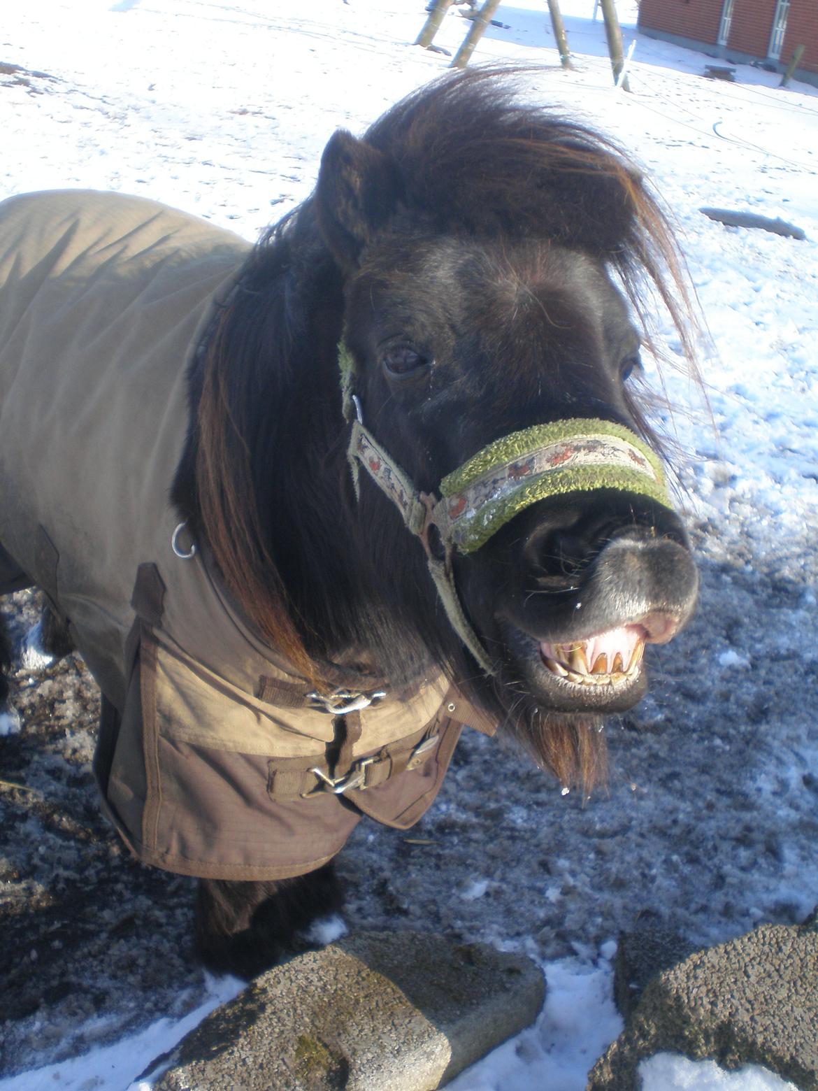 Shetlænder Victoria ( vic ) Himmel pony ( savnet meget ) - 
taget d. 21.03.12. billede 3