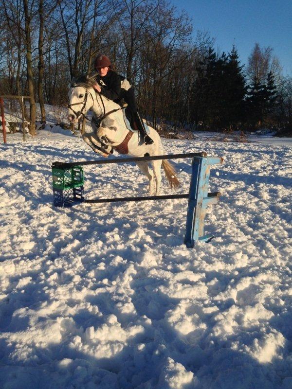 Anden særlig race Müseli<3 ( bornholms og klub mester ) billede 15