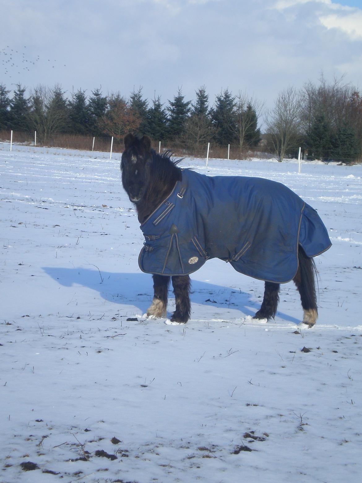 Irsk Sportspony Littel Black Diamond [Altid elsket/ Savnet] - 
taget d. 21.03.13. billede 3