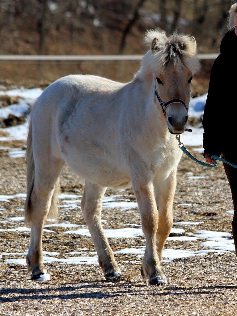 Fjordhest Egebæks Kasio. - Min lille skat!  billede 6