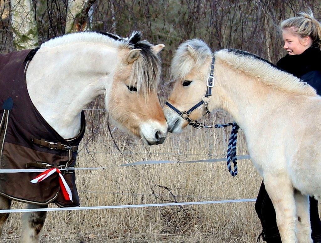 Fjordhest Egebæks Kasio. - Kasio og Gandalf. billede 14