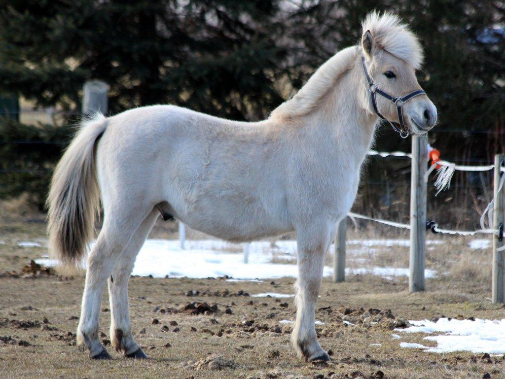 Fjordhest Egebæks Kasio. - Min smukke dreng!  billede 15