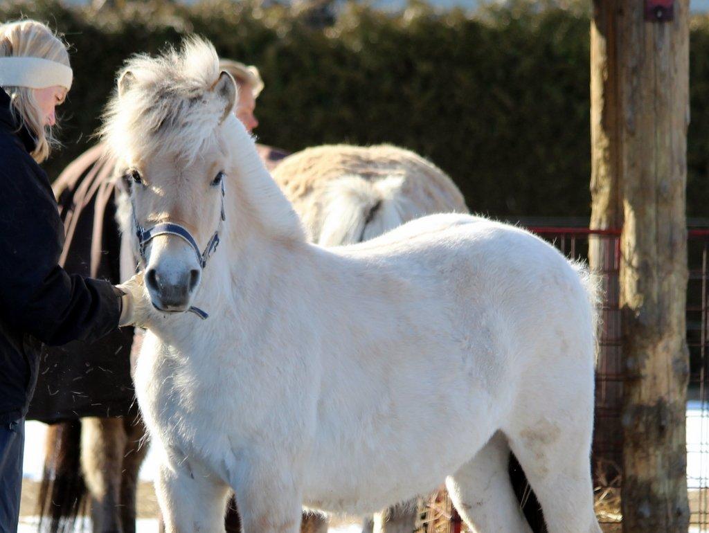 Fjordhest Egebæks Kasio. - Egebæks Kasio!  billede 3