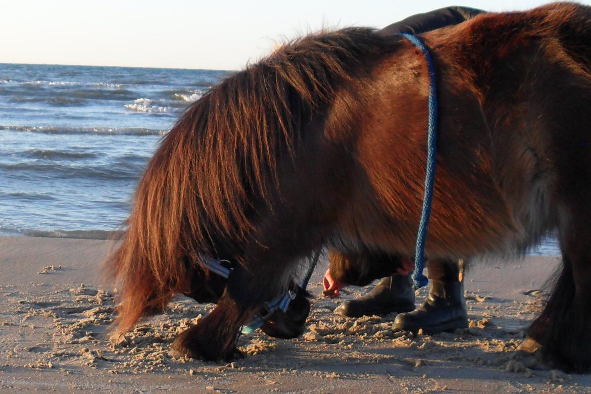Shetlænder Hedelunds Malou - Ved stranden <3 billede 3