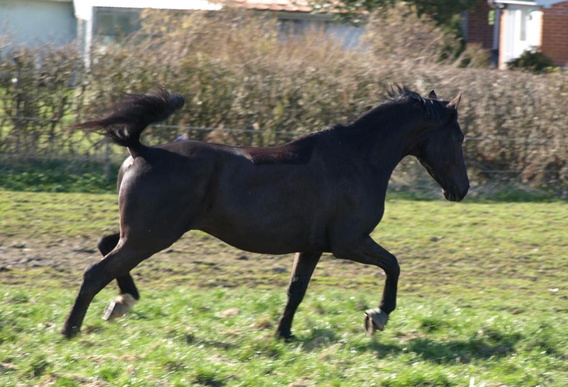 Trakehner Domino billede 2