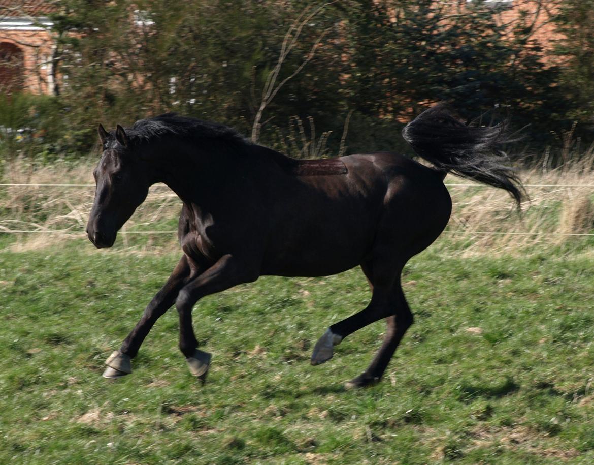 Trakehner Domino billede 3