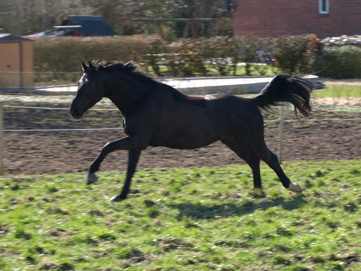 Trakehner Domino billede 4