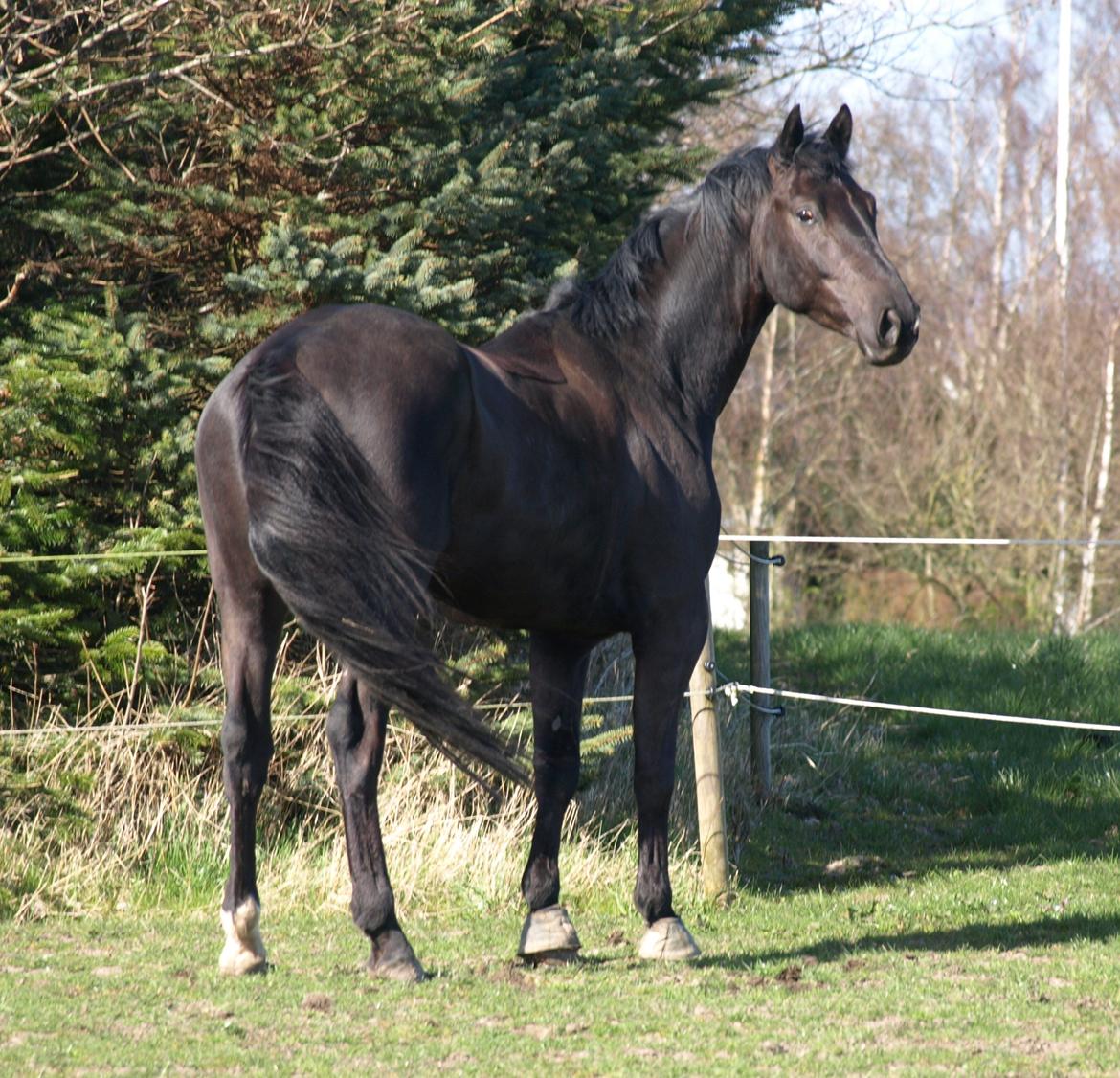 Trakehner Domino billede 5