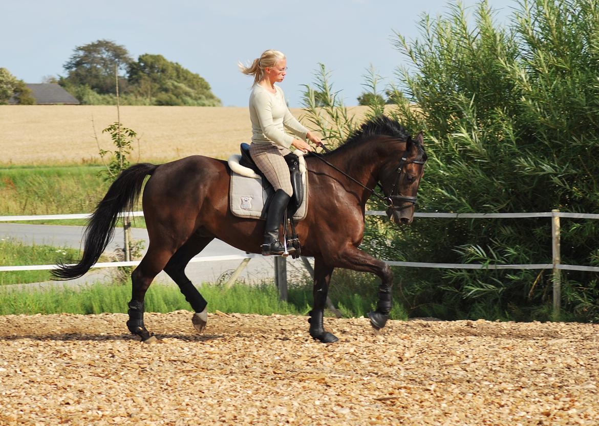 Trakehner Domino billede 6